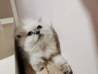 Dünya tatlısı scottish fold yavrular sahiplerini bekliyor