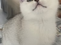 British shorthair silver ns11
