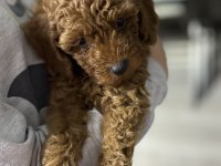Orjinal Kore toy poodle erkek üst kalite ırk garantili