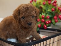 Kore Poodle Bebeğimiz