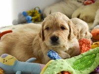 Golden Retriever Yavruları