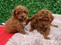 Toy poodle güzellikler