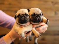 Irk Ve Sağlık Garantili Pug Köpekleri
