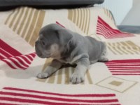 Eğzotic Compact french bulldog
