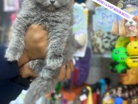 Longhair scottish fold