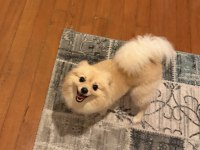 Dişi Pomeranian 1.5 Yaşında
