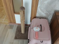 1 yaşında güzel british kedimiz gümüş