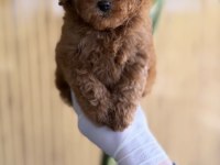 TOY POODLE YAVRU PATİLER