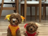 Erkek toy poodle yavrularım aşılı wc eğitimli yaz