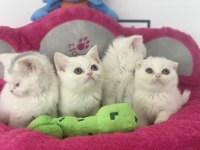 Kar beyaz british shorthair ve scottish fold yavrular