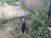 Sable Alman Kurdu