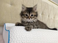 Kırma iran kedisi