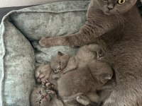 british shorthair yavrular