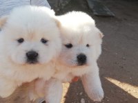 Denizliden chow chow yavrularımız