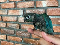 50 günlük Konur Papağanı
