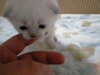 3 haftalık oyuncu scottish fold bebekler