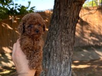 Sağlık ve ırk garantili toy poodle yavrularımız 