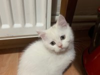 Güzel kedilerimize sıcak yuva arıyoruz