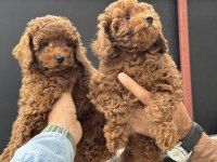 Petmode köpek çiftliğinden toy poodle yavrularımız
