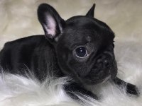 A+ Kalite FRENCH BULLDOG yavrularımız