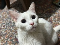 Ankara Kedisi Dişi 1,5 Yaşında