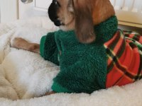 Çok güzel her eğitimi olan aile dostu pugmix
