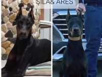 Teslime hazır Doberman İlk aşısı yapıldı