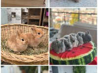 CÜCE VE LOP IRKI TAVŞAN
