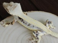SAĞLIKLI VE KALİTELİ CRESTED GECKOLAR
