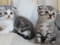 4 adet birbirinden güzel scottish fold yavruları