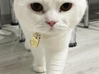 Beyaz erkek Scottish fold