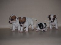 Safkan ırk garantili jack russell yavruları