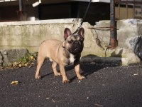 KIF FCI A CLASS ŞECERELİ FRANSIZ BULLDOG