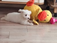 3 Aylık maltese köpeğimi sahiplendirmek istiyorum