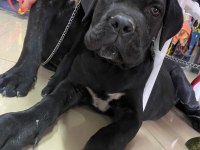 7 aylık şecereli bir dişi ve bir erkek cane corso