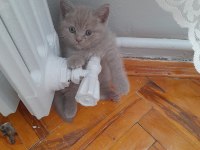 British Shorthair