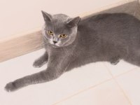 British shorthair kedimiz