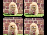 2.5 aylık Pomeranian Boo ayı surat