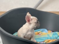 Exotic french bulldog renk yavrum