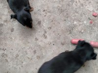 Pinscher minyatür köpeğimiz