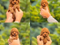 Red Brown Toy Poodle Yavrularımız