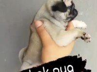 A kalite pug yavrularımız