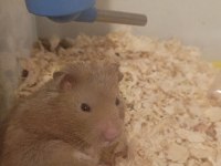 Eğitimli Aşılı Hamster