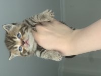 Golden tabby scottish straight