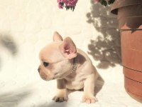 Güzeller güzeli french bulldog yavrularımız