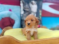 Maltipoo bebeklerimiz