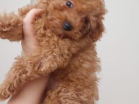 Toy poodle köpeği 4 aylık