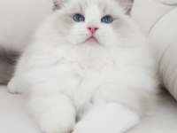 Full şecereli ragdoll yavrularımız