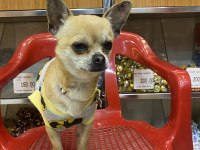 Chihuahua tüm aşıları tam full oyuncu