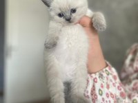 Blue Point British Shorthair